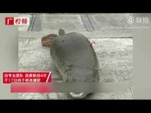 Embedded thumbnail for Monstruosa criatura acuática causa pánico en China
